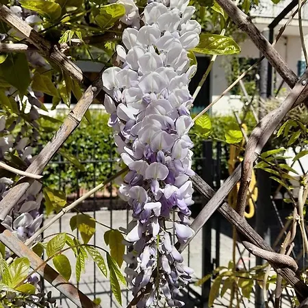 Villa La Casetta Con Giardino A 30 M Dal Mare San Bartolomeo Al Mare